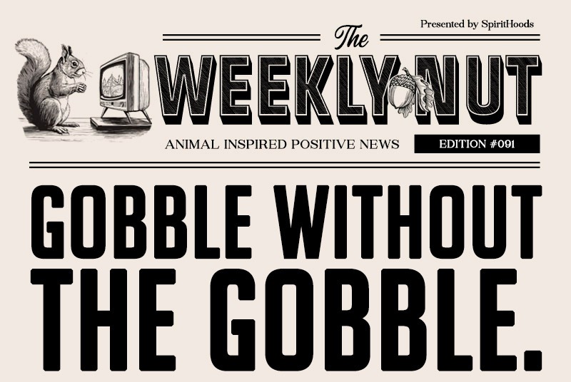 Gobble Without the Gobble