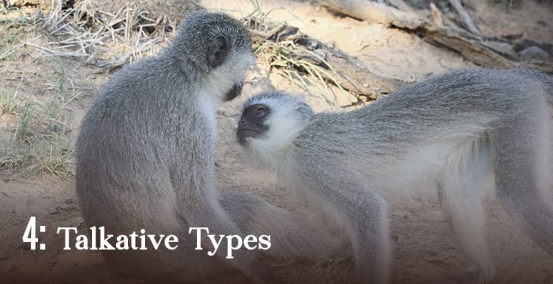 Talkative Types