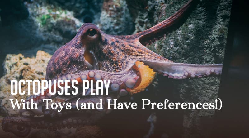 Octopuses Play With Toys (and Have Preferences!)