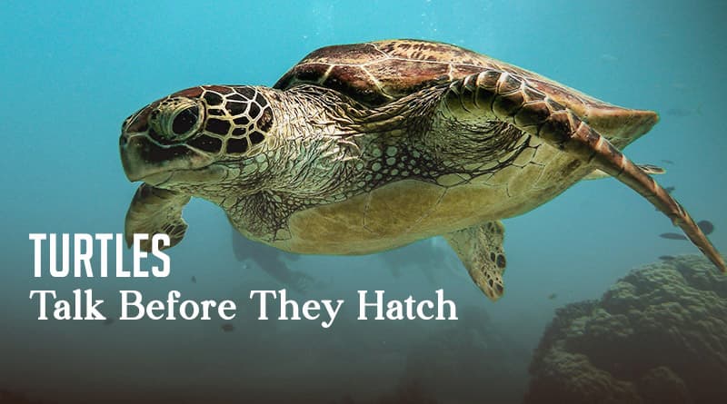Turtles Talk Before They Hatch