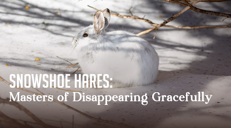 Snowshoe Hares: Masters of Disappearing Gracefully