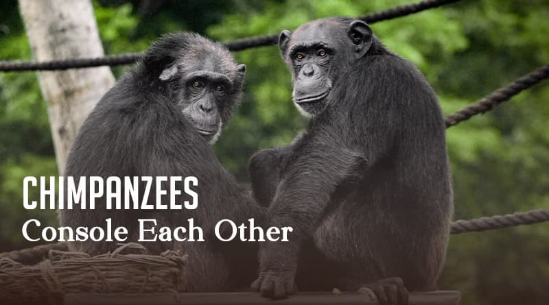 Chimpanzees Console Each Other