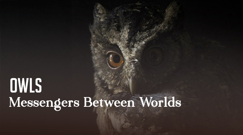 Owls - Messengers Between Worlds