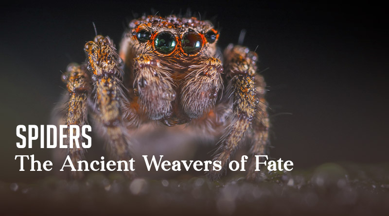 Spiders - The Ancient Weavers of Fate