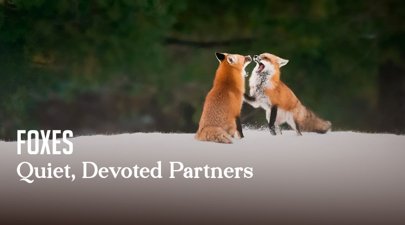 Foxes – Quiet, Devoted Partners