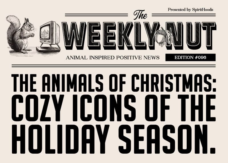 The Animals of Christmas: Cozy Icons of the Holiday Season