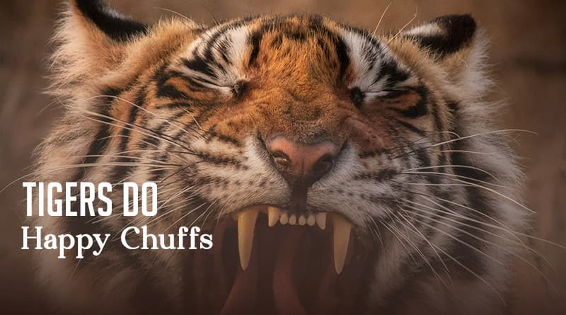 Tigers Do Happy Chuffs