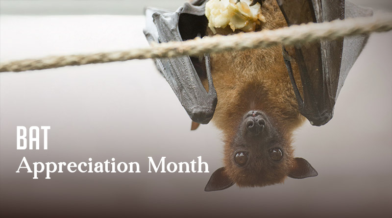 Bat Appreciation Month 