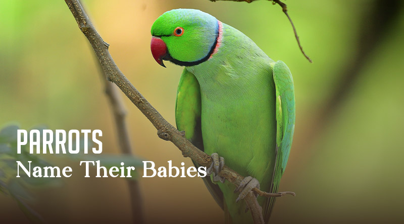 Parrots Name Their Babies