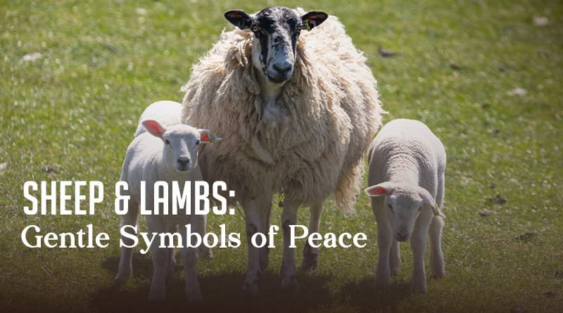 Sheep & Lambs: Gentle Symbols of Peace
