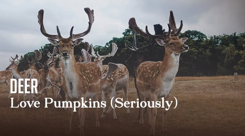 Deer Love Pumpkins (Seriously)