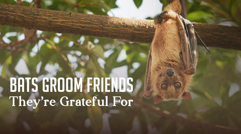 Bats Groom Friends They're Grateful For