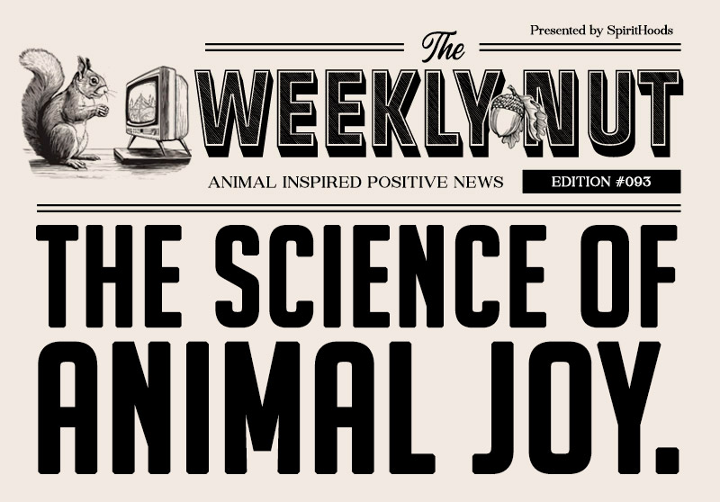 The Science of Animal JOY 