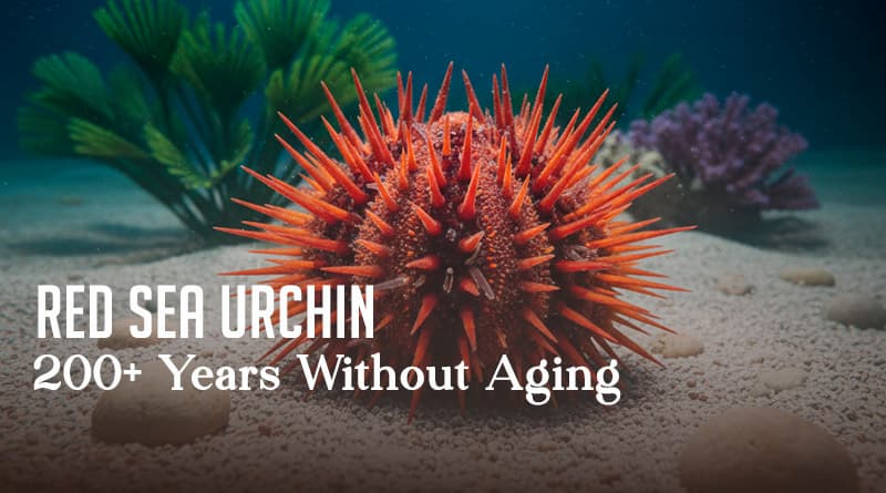 Red Sea Urchin – 200+ Years Without Aging