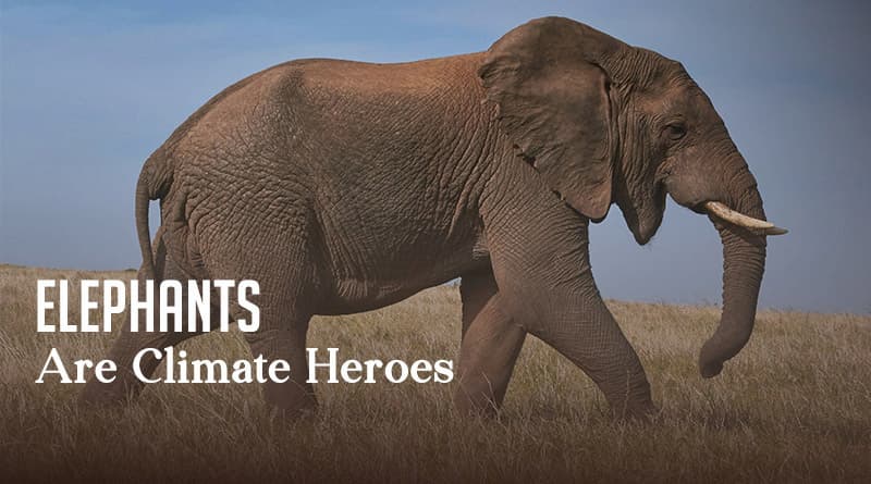 Elephants Are Climate Heroes
