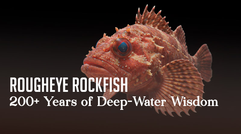 Rougheye Rockfish – 200+ Years of Deep-Water Wisdom