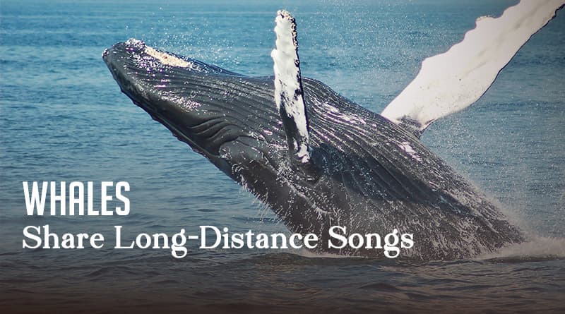 Whales Share Long-Distance Songs
