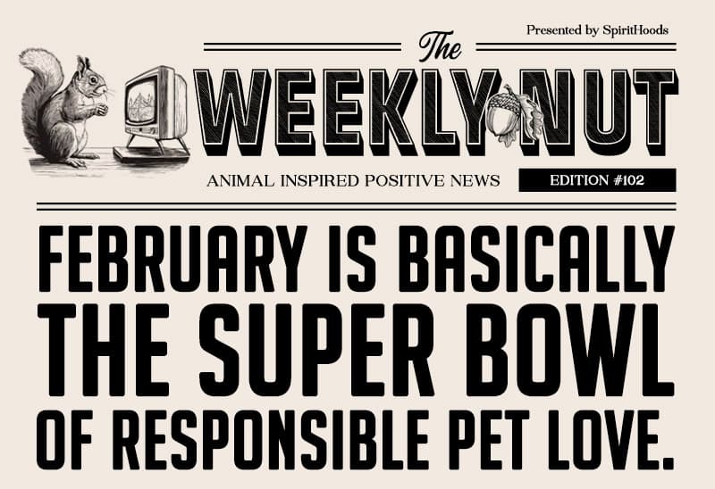 February Is Basically the Super Bowl of Responsible Pet Love