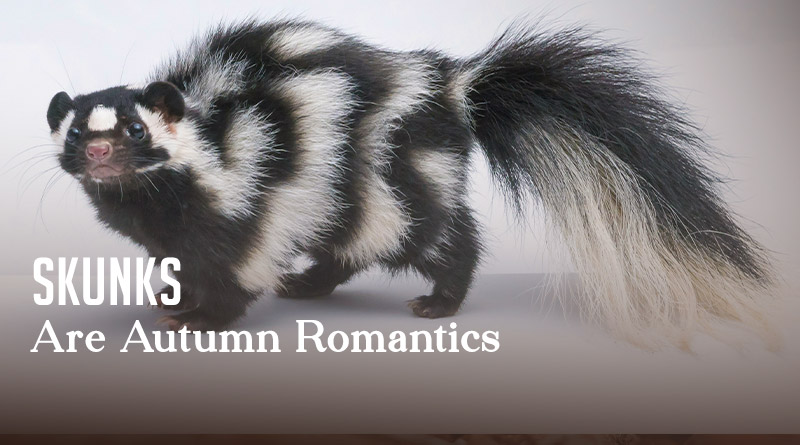 Skunks Are Autumn Romantics