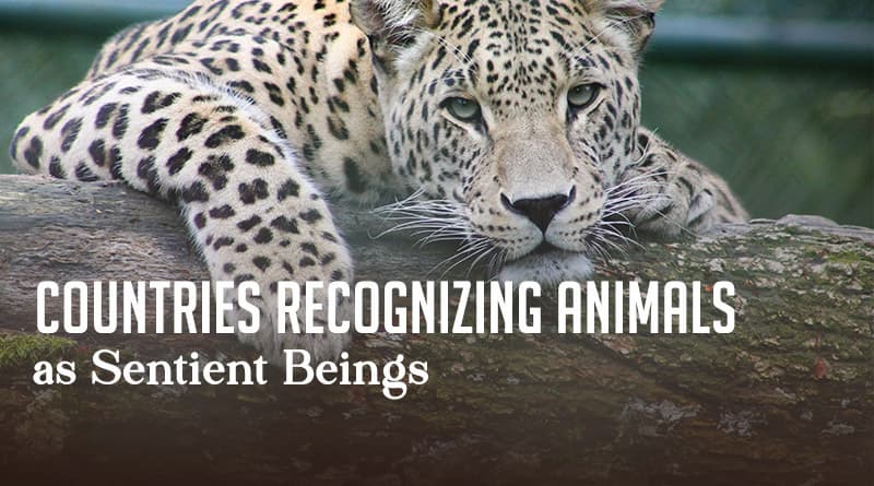 Countries Recognizing Animals as Sentient Beings