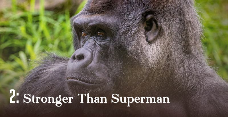 Stronger Than Superman