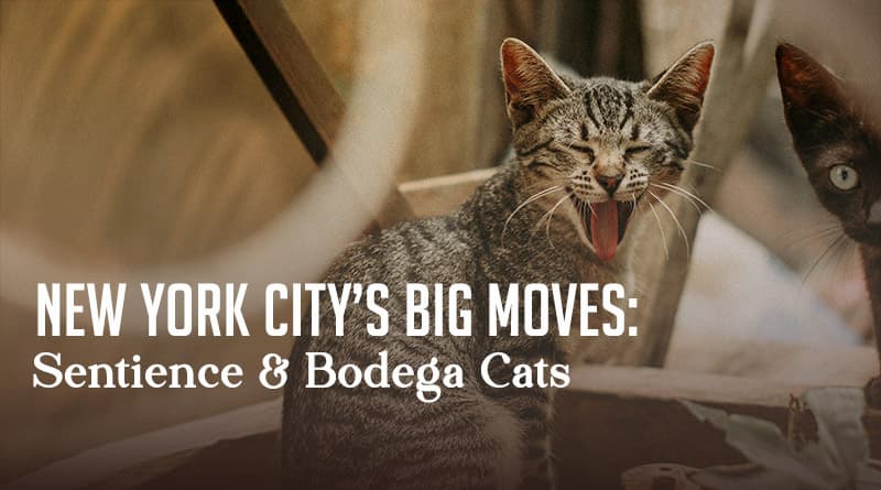 New York City's Big Moves: Sentience & Bodega Cats