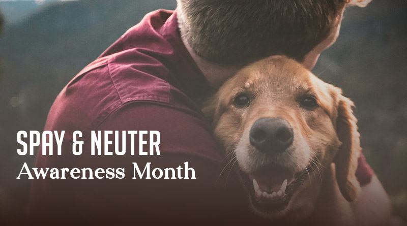 Spay & Neuter Awareness Month