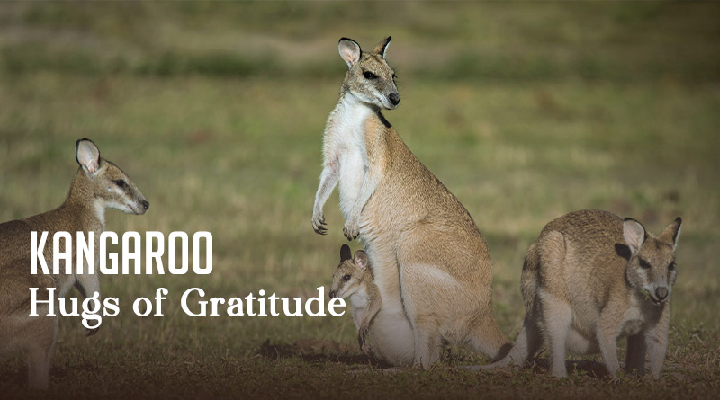 Kangaroo Hugs of Gratitude