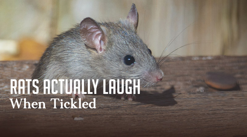 Rats Actually Laugh When Tickled