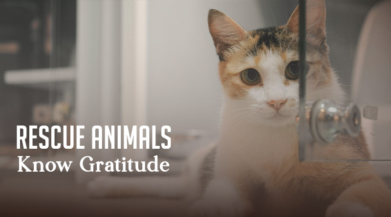 Rescue Animals Know Gratitude