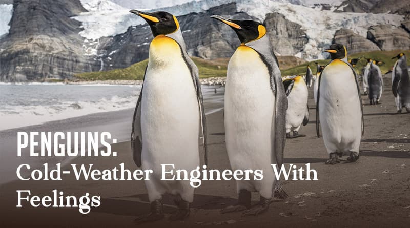 Penguins: Cold-Weather Engineers With Feelings