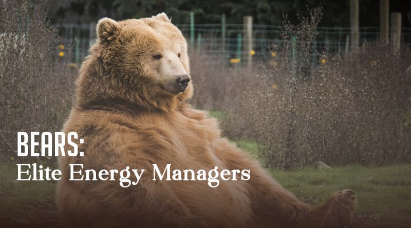 Bears: Elite Energy Managers
