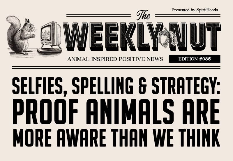 Six More Reasons to Be in Awe of Animals