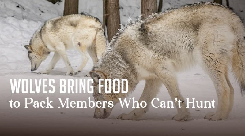 Wolves Bring Food to Pack Members Who Can't Hunt