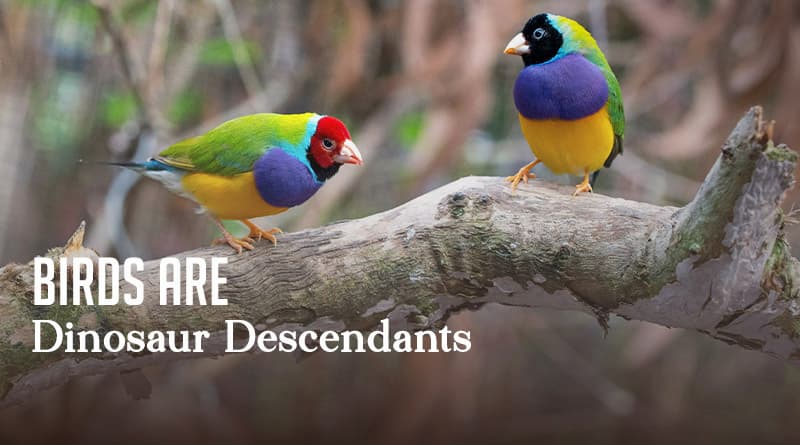 Birds Are Dinosaur Descendants