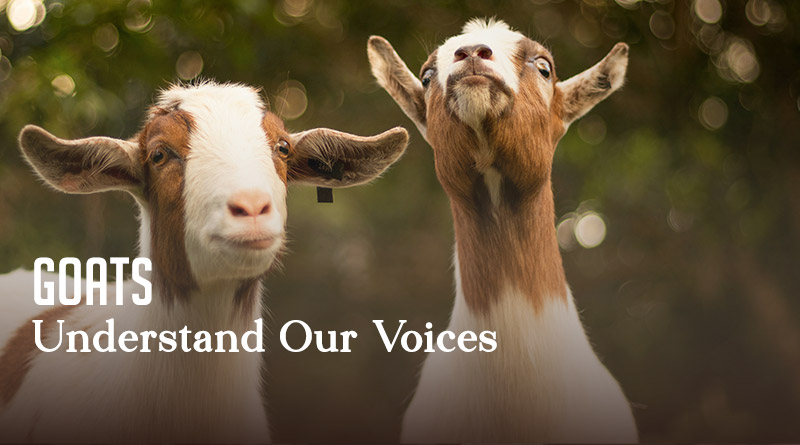 Goats Understand Our Voices