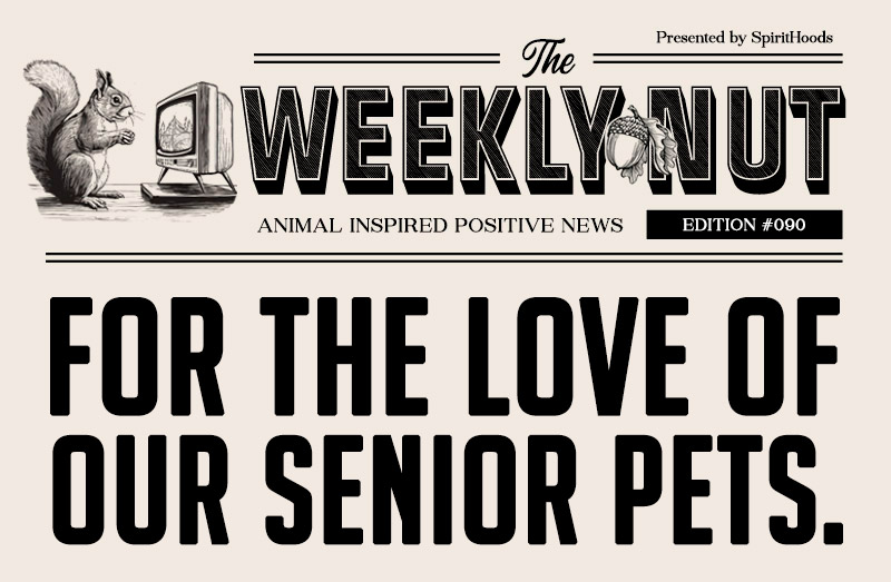 For the Love of Our Senior Pets