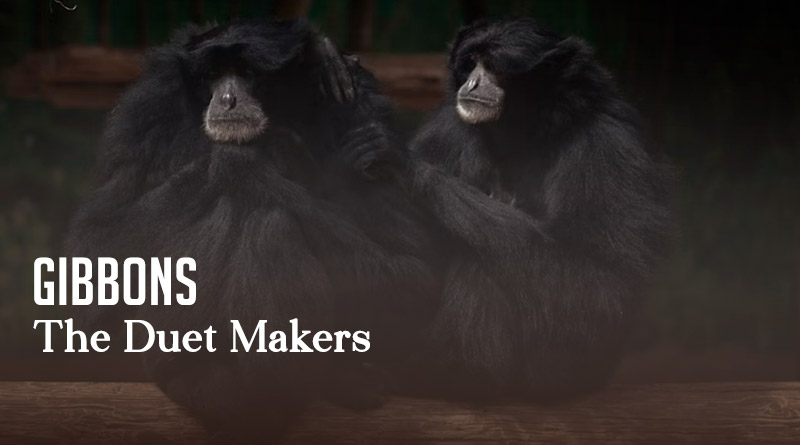 Gibbons – The Duet Makers