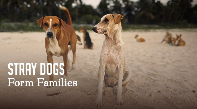 Stray Dogs Form Families
