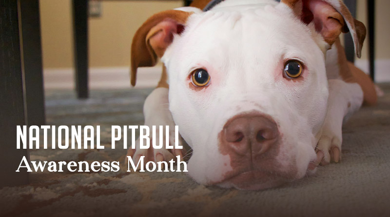 National PitBull Awareness Month 