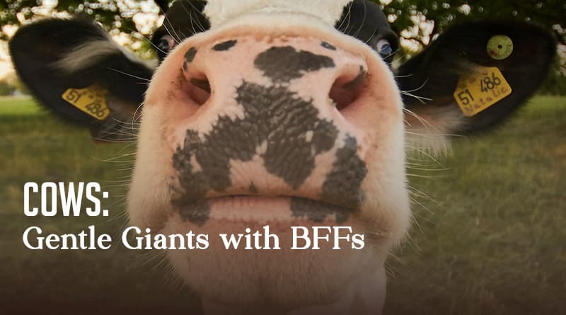 Cows: Gentle Giants with BFFs