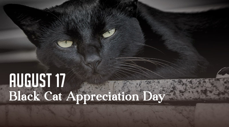  Black Cat Appreciation Day