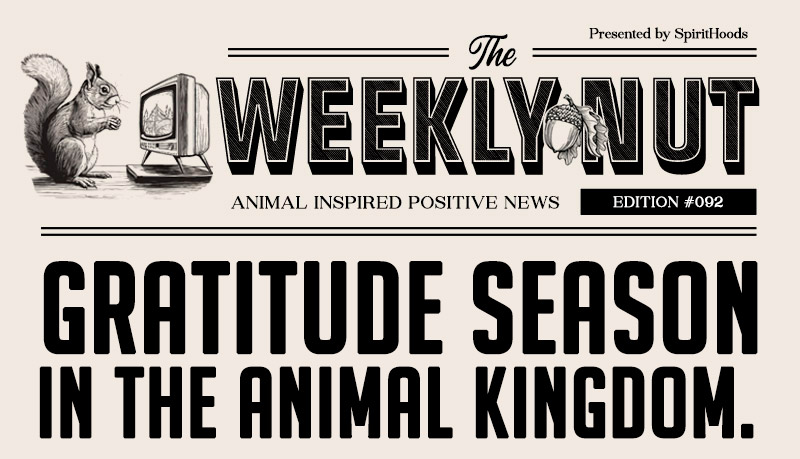 Gobble Without the Gobble