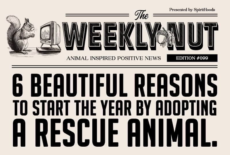 6 Beautiful Reasons to Start the Year by Adopting a Rescue Animal