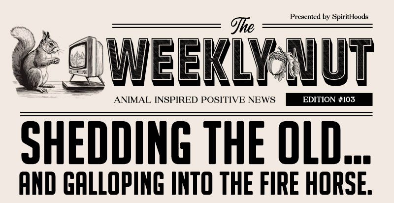 SHEDDING THE OLD… AND GALLOPING INTO THE FIRE HORSE