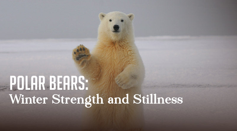 Polar Bears: Winter Strength and Stillness