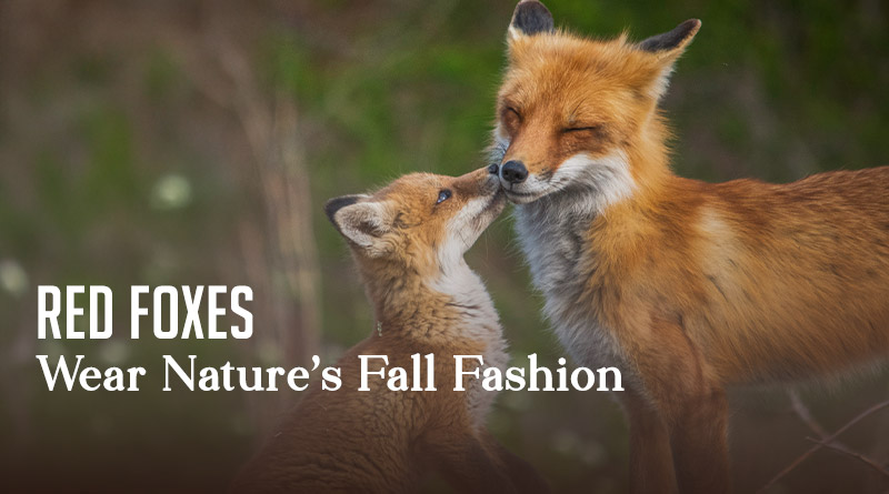 Red Foxes Wear Nature's Fall Fashion