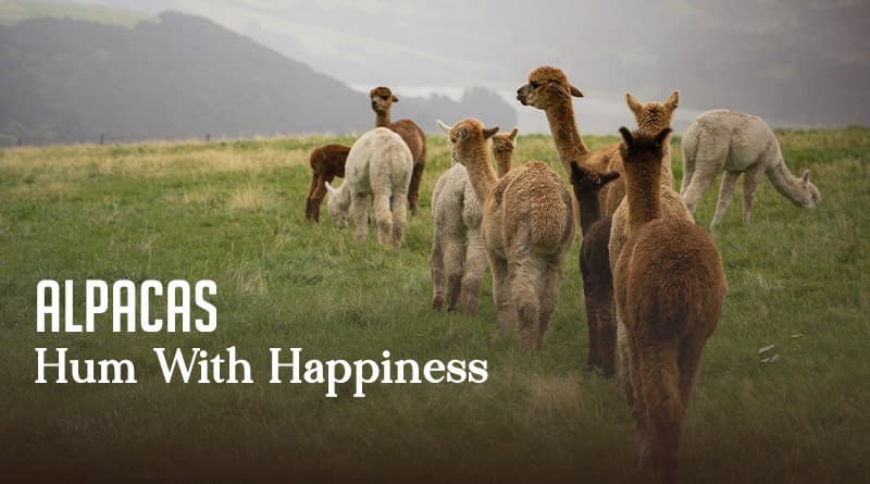 Alpacas Hum With Happiness