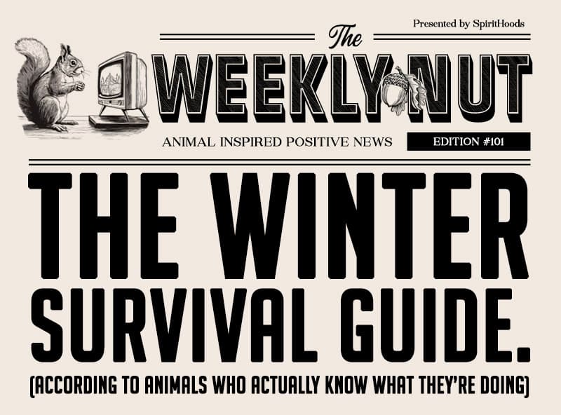 The Winter Survival Guide