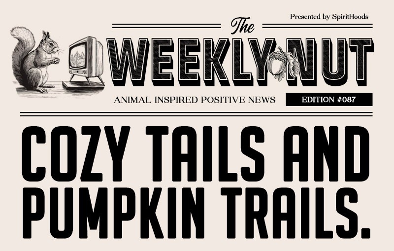 Cozy Tails and Pumpkin Trails